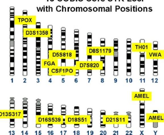 AR Trigger to DNA Profiling Activity