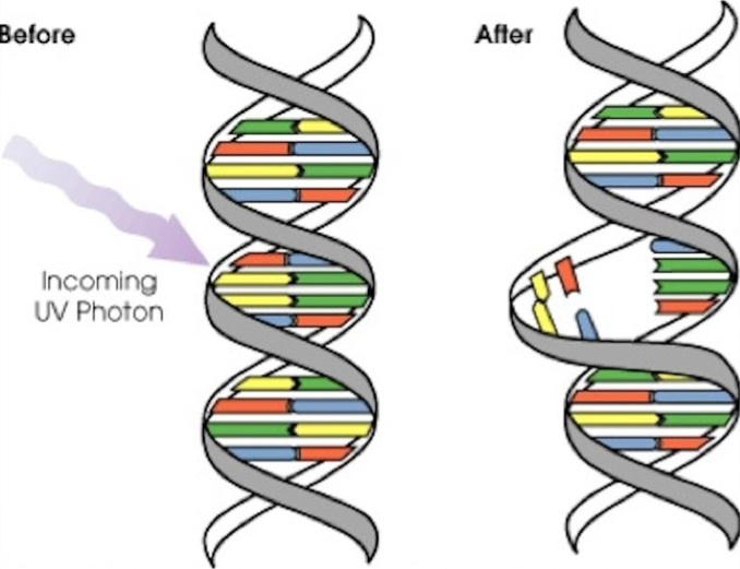 AR Trigger to DNA Mutation Activity
